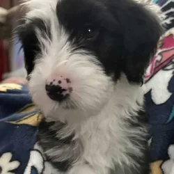 Sheepadoodle Puppy Male 4