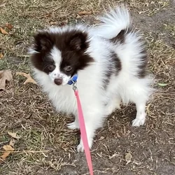 Pomeranian
