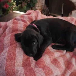 Free bull mastiff golden retriever mix puppies