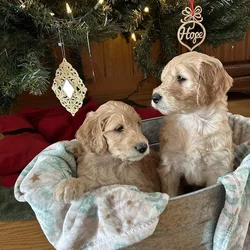 Christmas F1 Goldendoodle