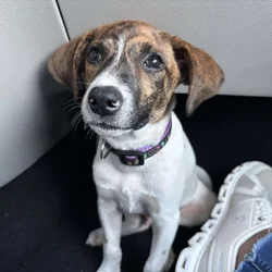 Blue (hound)