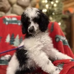 AKC Poodles Standard, Miniature, & Toys