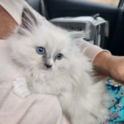 Blue Mitted long hair Ragdoll kitten 12 weeks $800