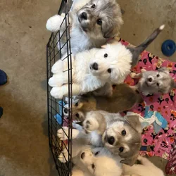 German Shepherd/Great Pyrenees