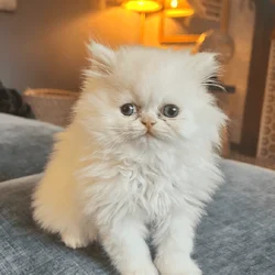 Beautiful, Pure White, Blue-Eyed Persian Kitten