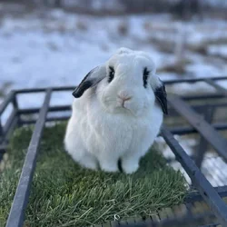 Holland lop does