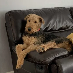 Airedale terrier