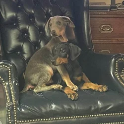 Doberman puppies