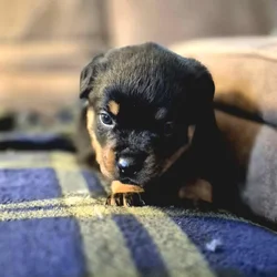 German rottweiler puppies