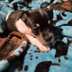 Chichuha puppies