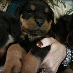 female rottweiler puppy