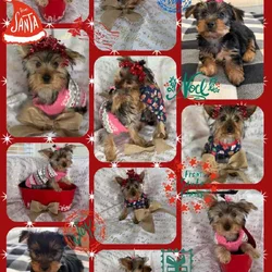 Yorkie terrier