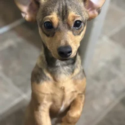Chiweinie young adult