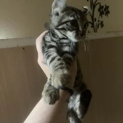 Jungle curls