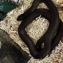 Mexican Black Kingsnake