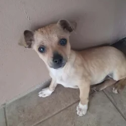 Beautiful Christmas Present 5 mo old chihuahua
