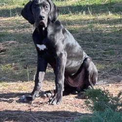 Great Dane Puppies Needing Loving Homes