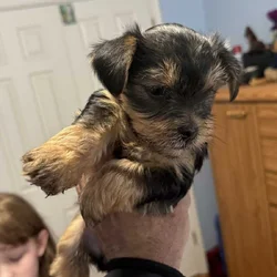Yorkie puppies