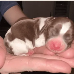English Springer Spaniels