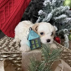 Cavachon Pups For Sale