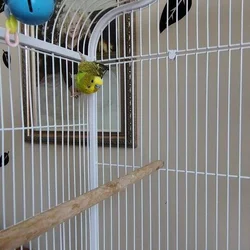 Birds with cage