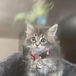 Maine Coon Marlin
