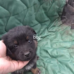 Border collie puppies