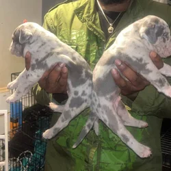 American Bully Pocket Puppies Ready On Christmas