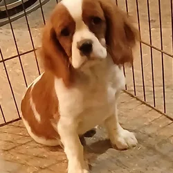 Cavalier king Charles spaniel puppies