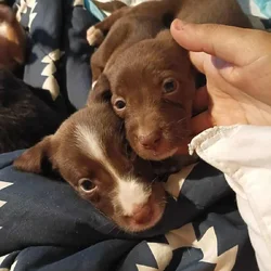 Christmas Puppies