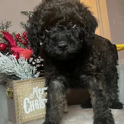 Micro Mini GoldenDoodles