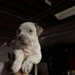 Male blue nose, pitbull puppy