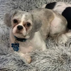 Male Shih Tzu (Pure Bred)