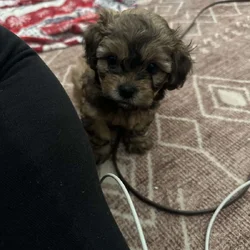 Toy poodle mix shih tzu
