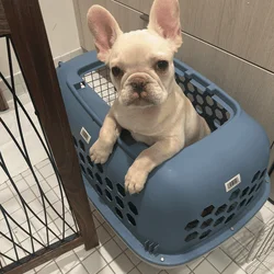 French BullDog Pure Bread 10 Months
