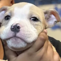 Pocket Bully looking for a home