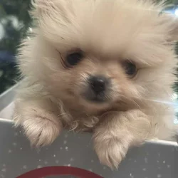 Ashland Kentucky Pomeranian for sale