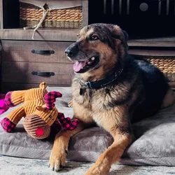 German Shepherd / Australian Shepherd