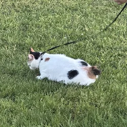 Manx Cat Femal for Sale