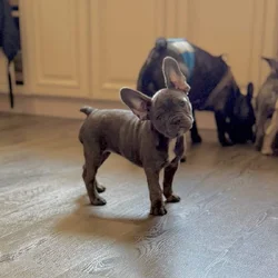 Adorable French Bulldogs