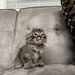 Maine Coon Kittens