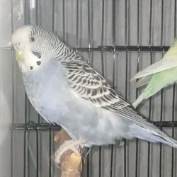 Nibbles - Greyish Mauve Budgie