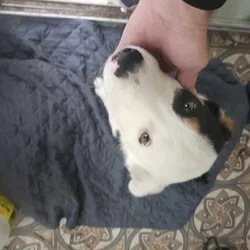 Beautiful dog for free