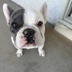 French Bulldog Puppy