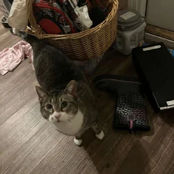 Great cat that needs a new home