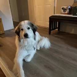 Hank, Great Pyraneese, 2yrs old