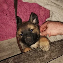 Shepard mix puppies available