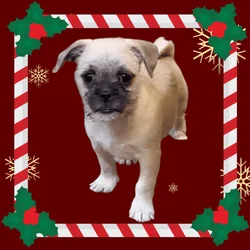 Beautiful Malti-Pug puppies