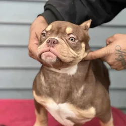 5 month pocket female