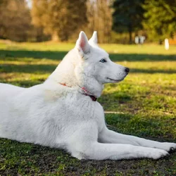 Pure white Siberian husky